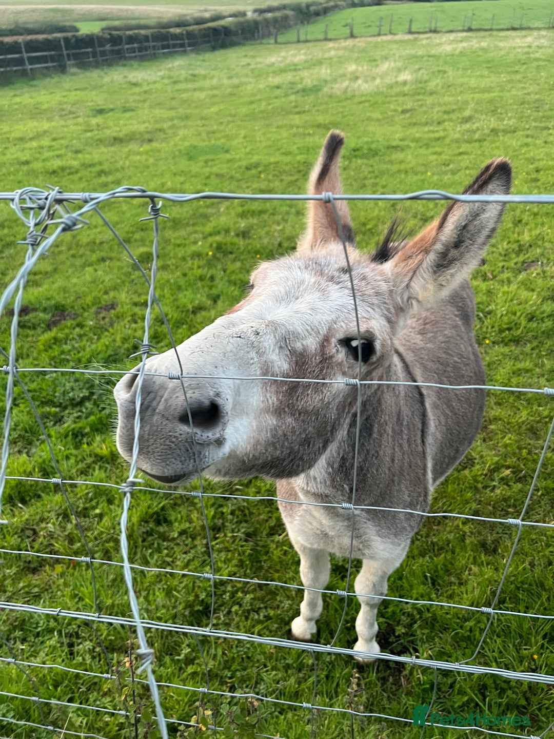 Other Breed horses for sale: 2 Bonded Gelding Donkeys - Image 4
