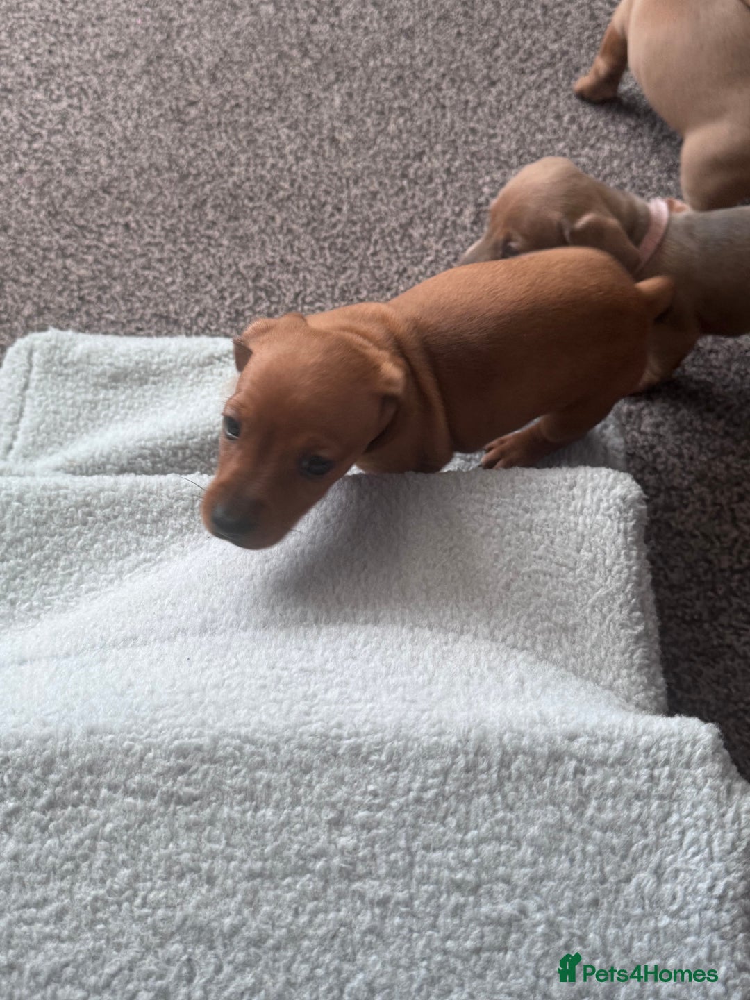 Miniature Dachshund dogs for sale: Beautiful miniature dachshund puppies - Advert 3