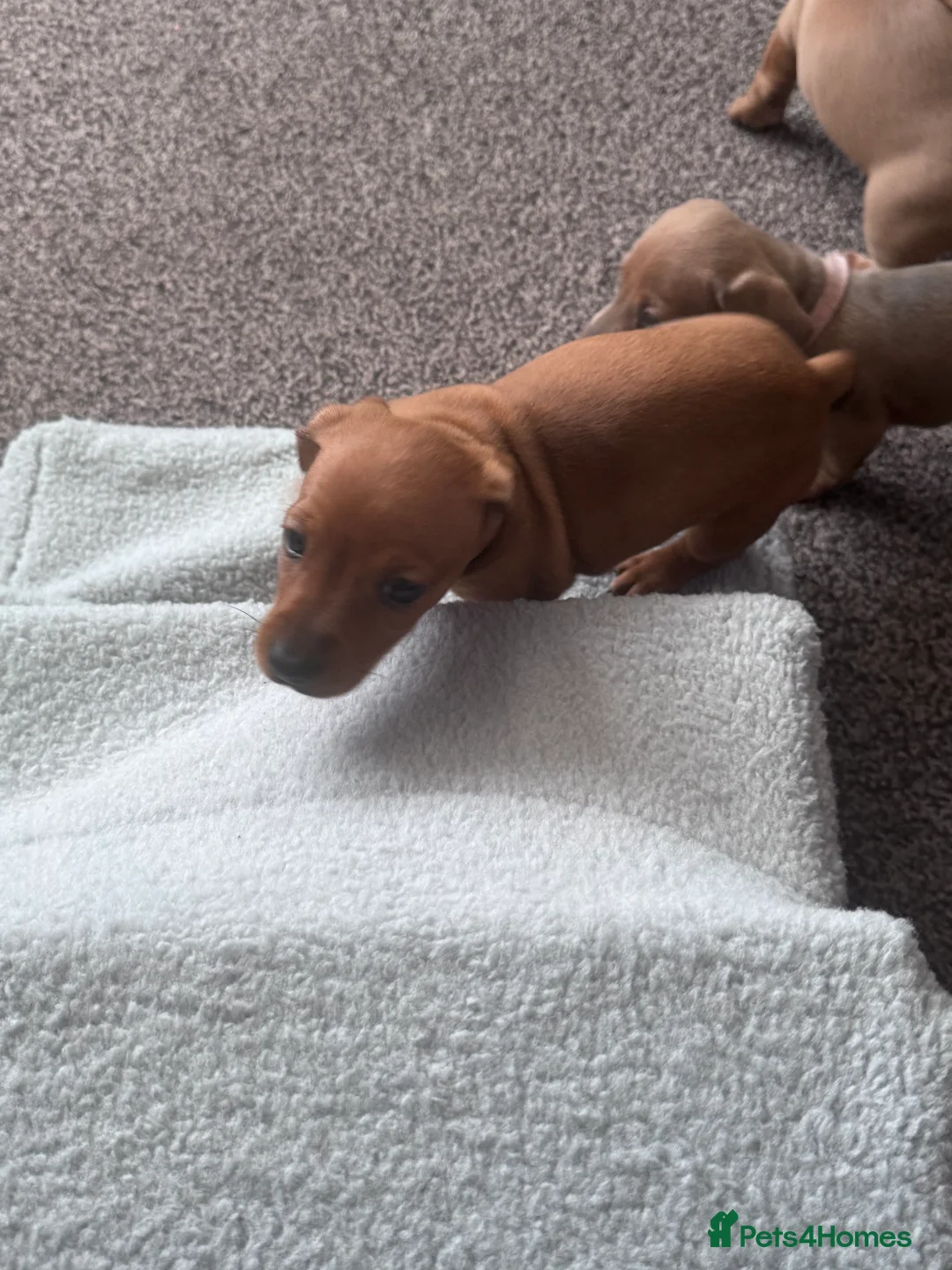 Miniature Dachshund dogs for sale: Beautiful miniature dachshund puppies - Advert 4