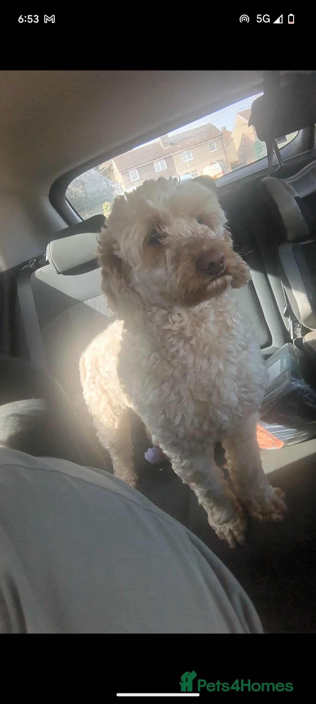 Mixed Breed dogs for sale: 2 Dogs for sale separate or together  in Dundee - Advert 2