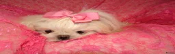 Maltese dogs for sale: Babydoll KC Registered Korean Maltese Adult Girl in Bishop Auckland - Advert 2