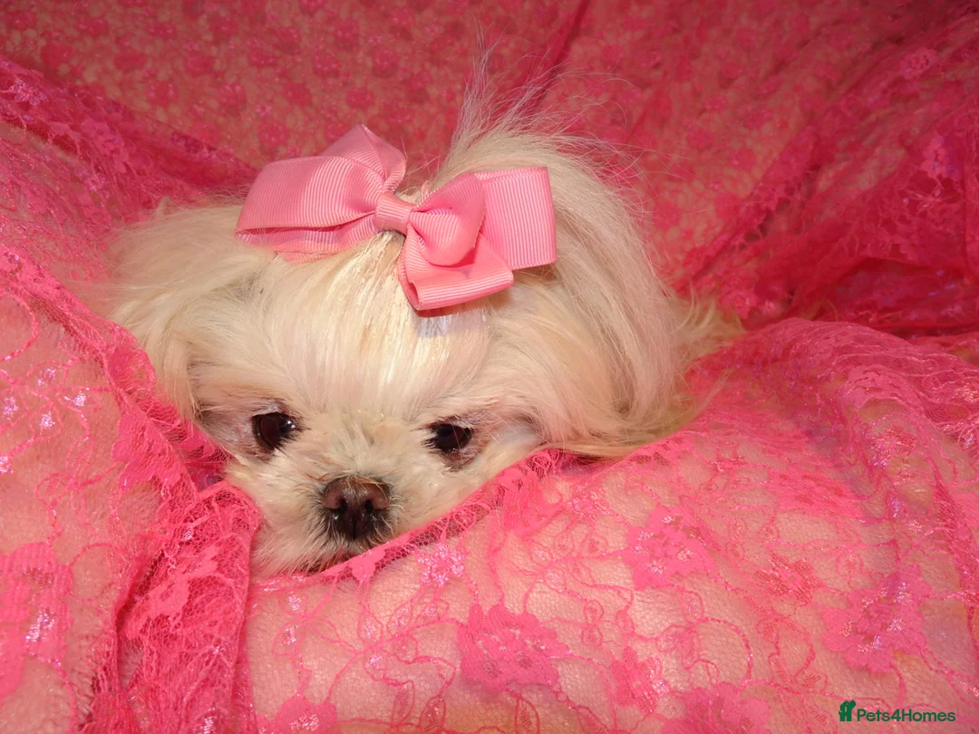 Maltese dogs for sale: Babydoll KC Registered Korean Maltese Adult Girl in Bishop Auckland - Advert 2