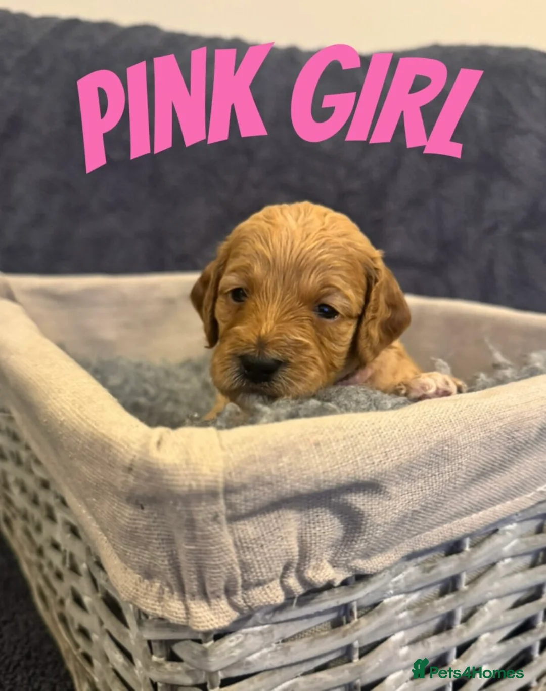 Mixed Breed dogs for sale: Goldendoodle x Cockapoo Puppies (Double Doodles) - Advert 7