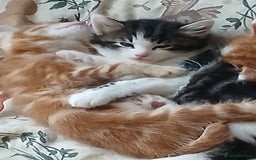 British Shorthair cats for sale: Long and shirt hair kittens - Image 2