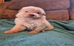 German Shepherd dogs for sale: KC German Shepherd Puppies Blue, White & Black/Tan - Image 30