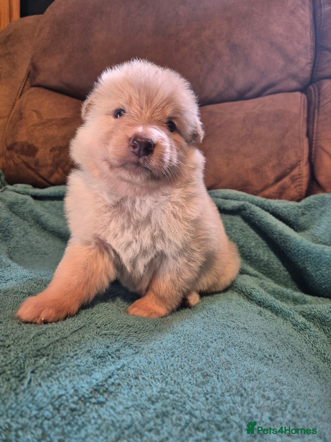 German Shepherd dogs for sale: KC German Shepherd Puppies Blue, White & Black/Tan - Image 30