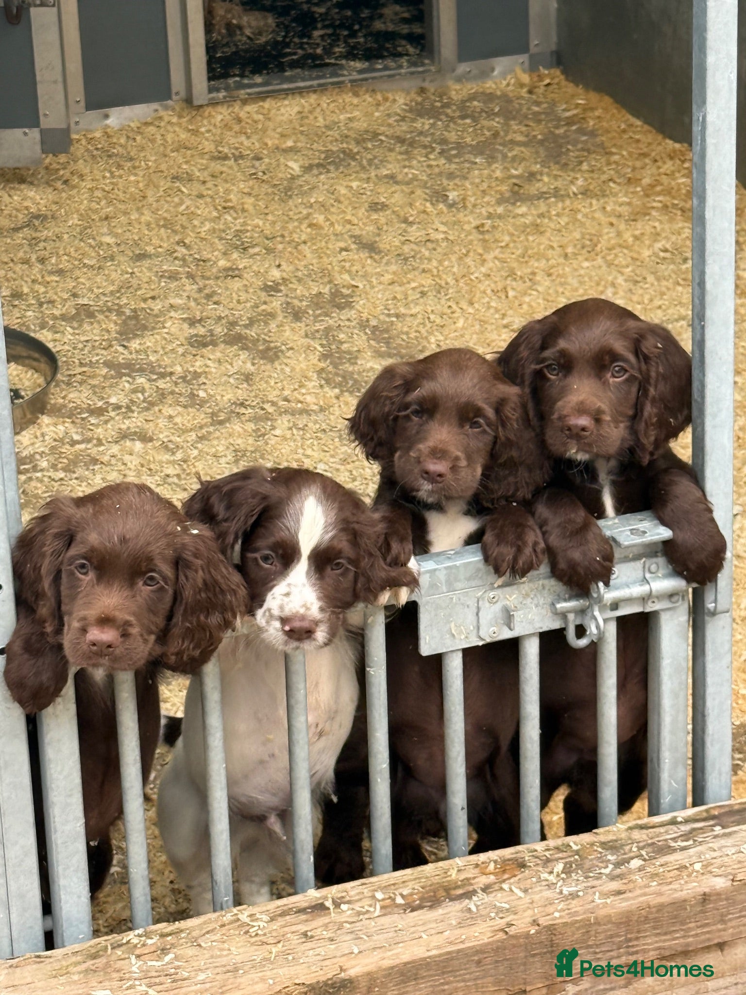 Cocker Spaniel dogs Cocker Spaniel Puppies  - Advert 2