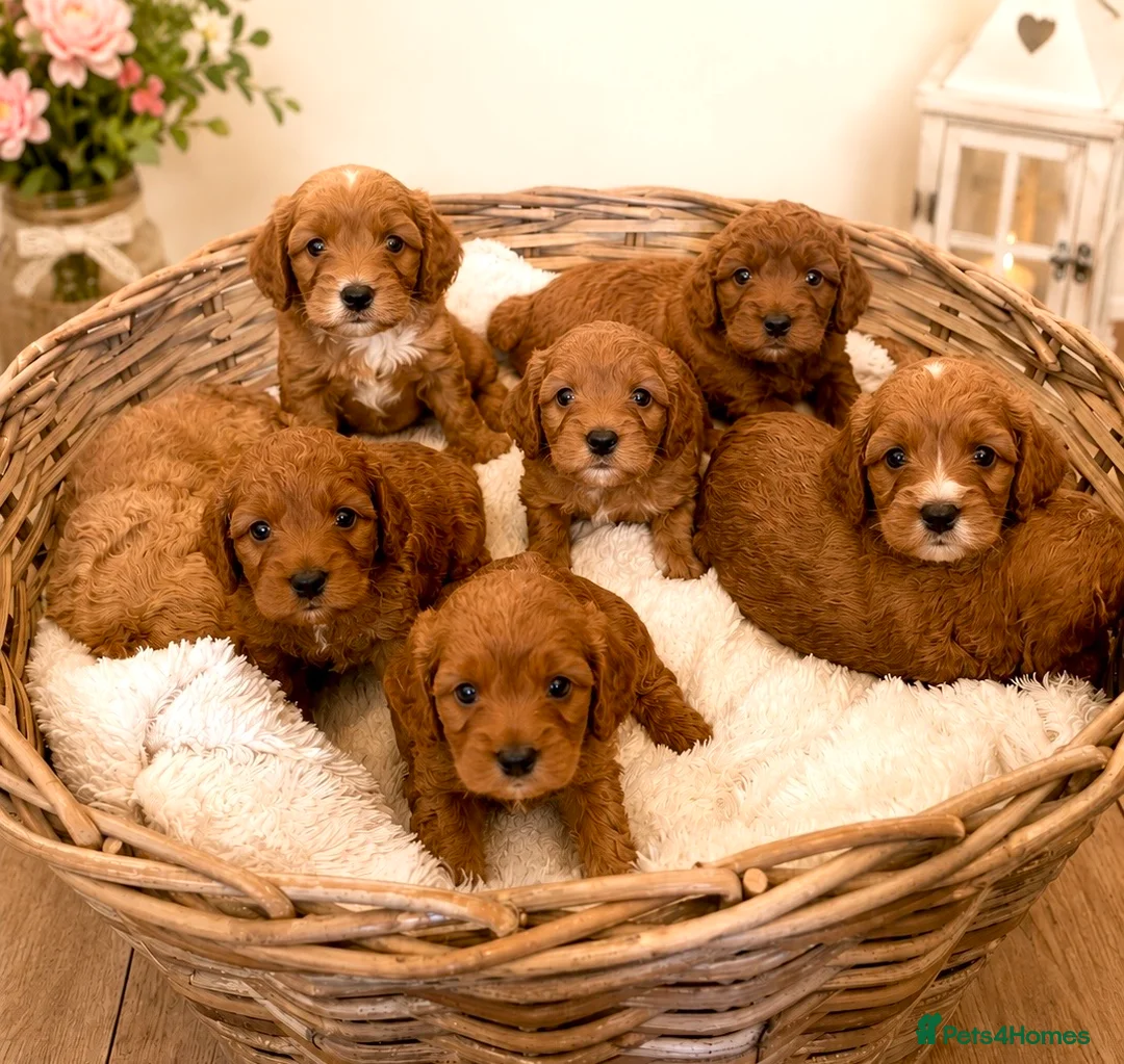 Cockapoo dogs for sale: 🐶✨ 8 Beautiful FB1 Cockapoo Puppies ✨🐶  - Advert 1