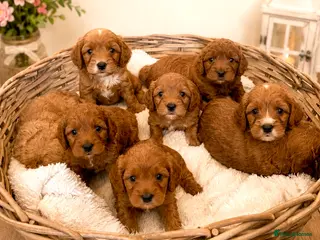 Cockapoo dogs 🐶✨ 8 Beautiful FB1 Cockapoo Puppies ✨🐶 - Advert 1