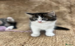 British Longhair cats for sale: Stunning friendly kittens - Image 29