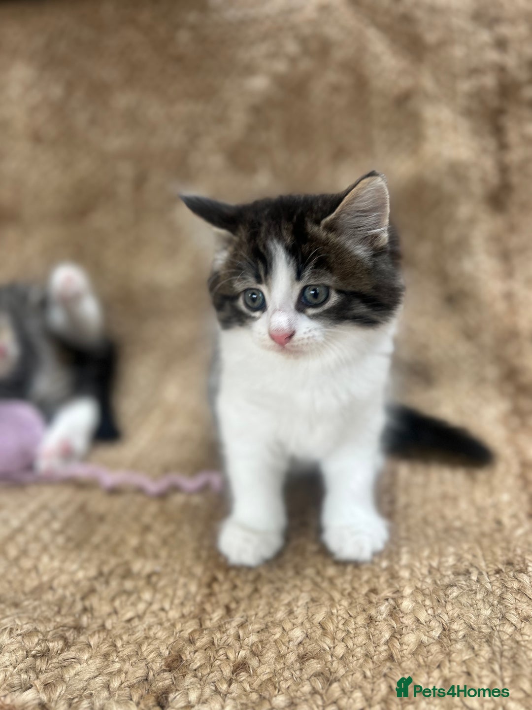 British Longhair cats for sale: Stunning friendly kittens - Image 29