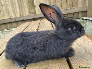 Continental Giant rabbits 💖6 week old continental giant💙 - Advert 3