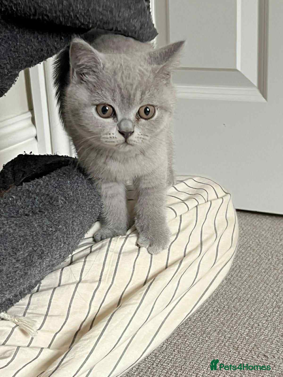 British Shorthair cats Our last gorgeous girl - Advert 1