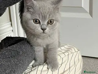 British Shorthair cats Our last gorgeous girl - Advert 1