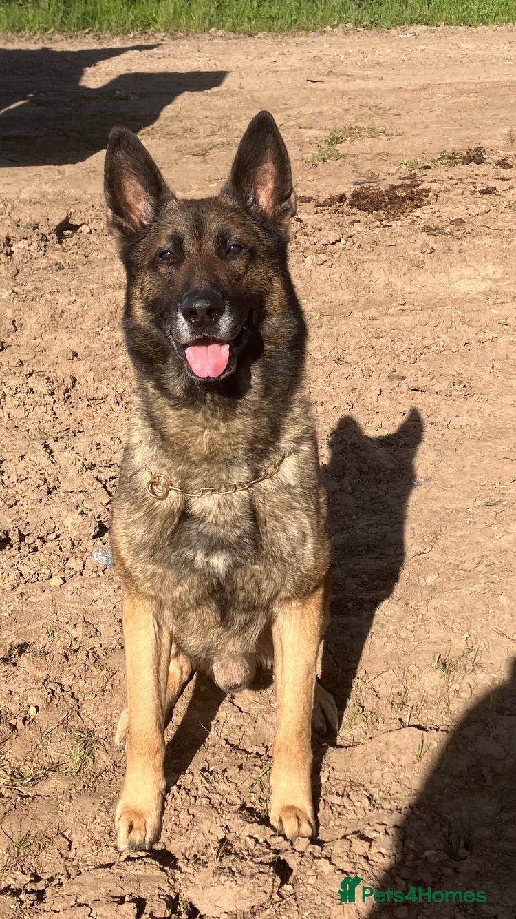 Belgian Shepherd Dog dogs German shepherd x malinois - Advert 2