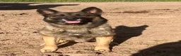 Belgian Shepherd Dog dogs for stud: German shepherd x malinois - Advert 2