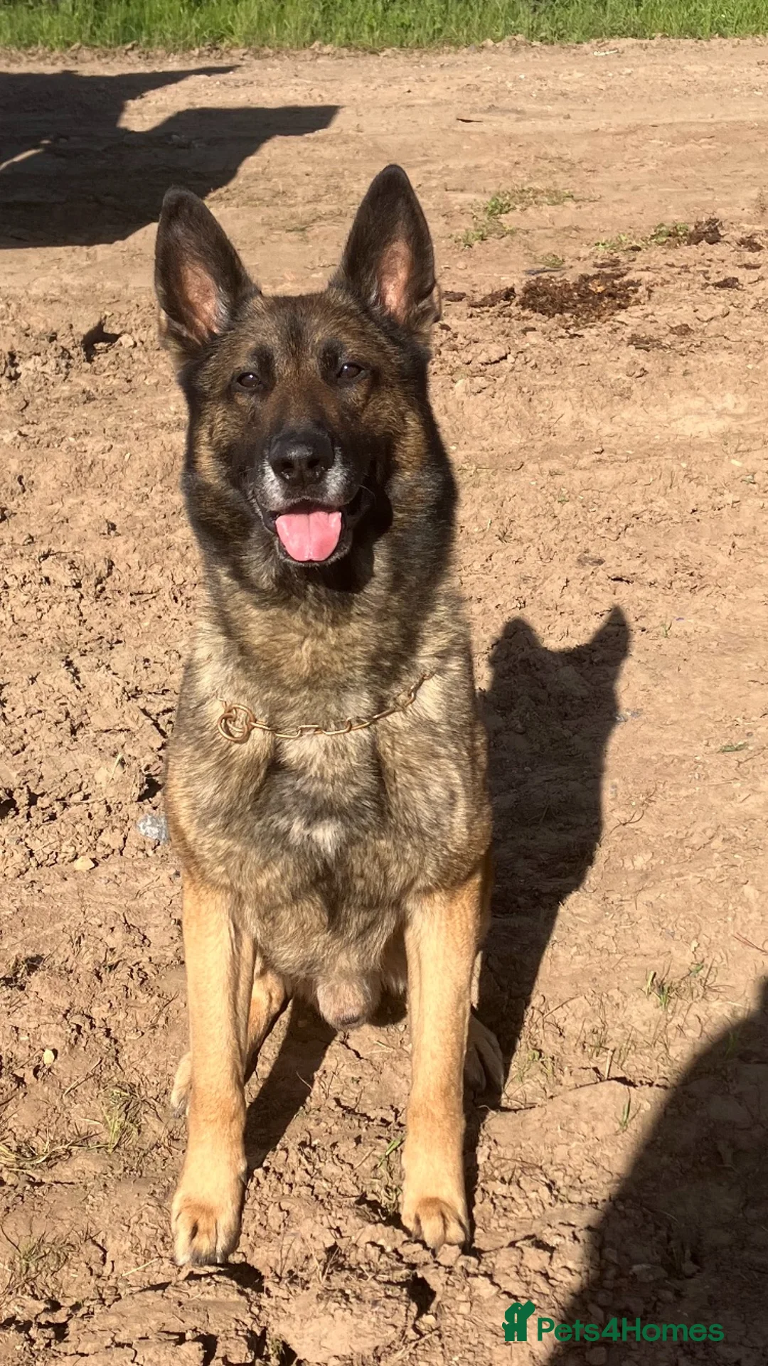 Belgian Shepherd Dog dogs for stud: German shepherd x malinois - Advert 2