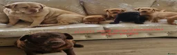 Labrador Retriever dogs for sale: 🐕🐕 6 adorable old English Labrador puppys 🐕🐕 - Advert 1