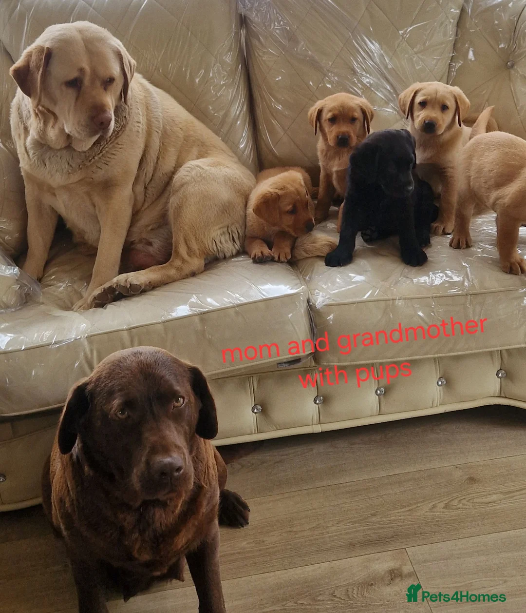 Labrador Retriever dogs for sale: 🐕🐕 6 adorable old English Labrador puppys 🐕🐕 - Advert 1