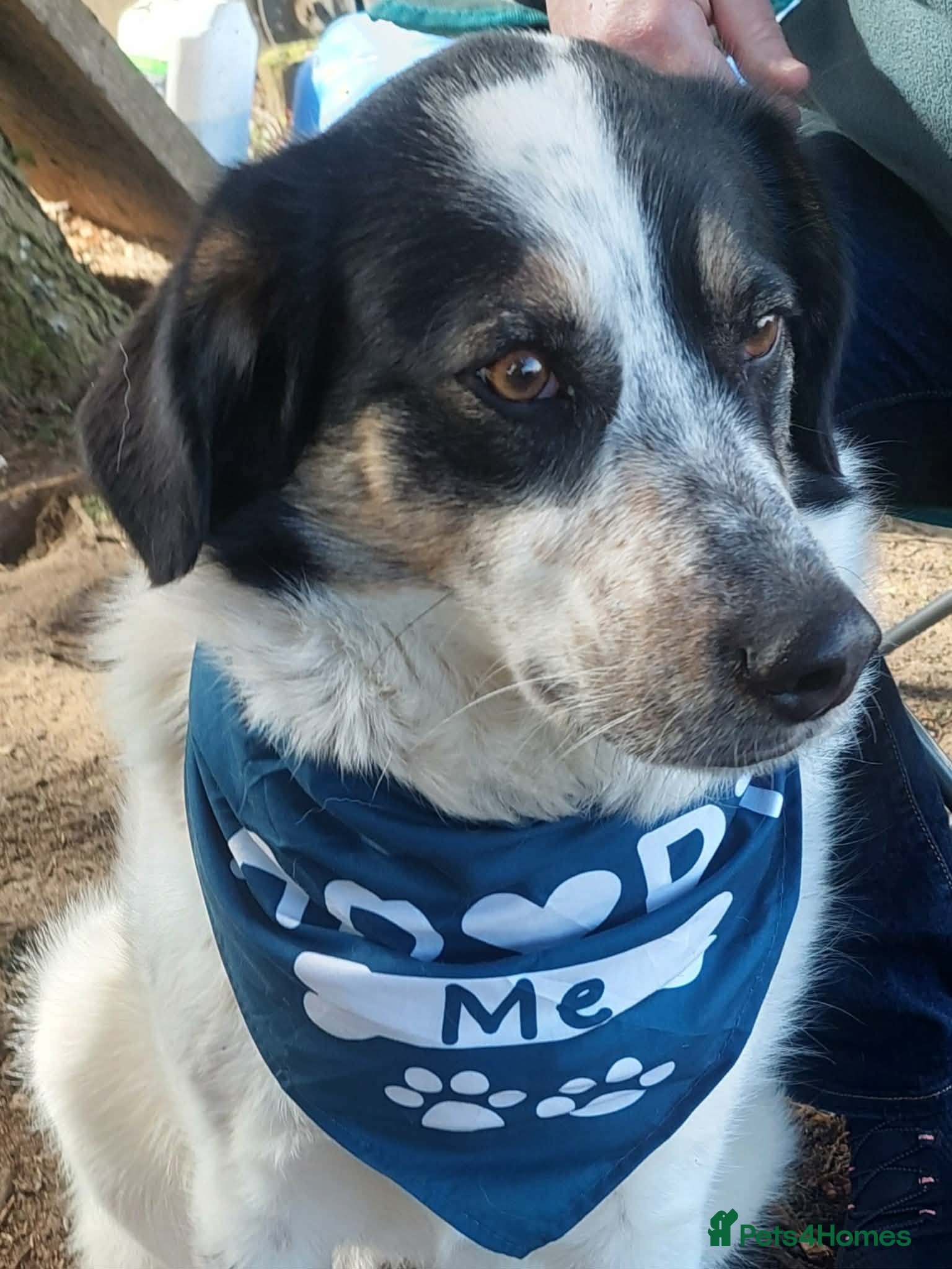Mixed Breed dogs for adoption: Oreo - In Foster UK - Advert 4