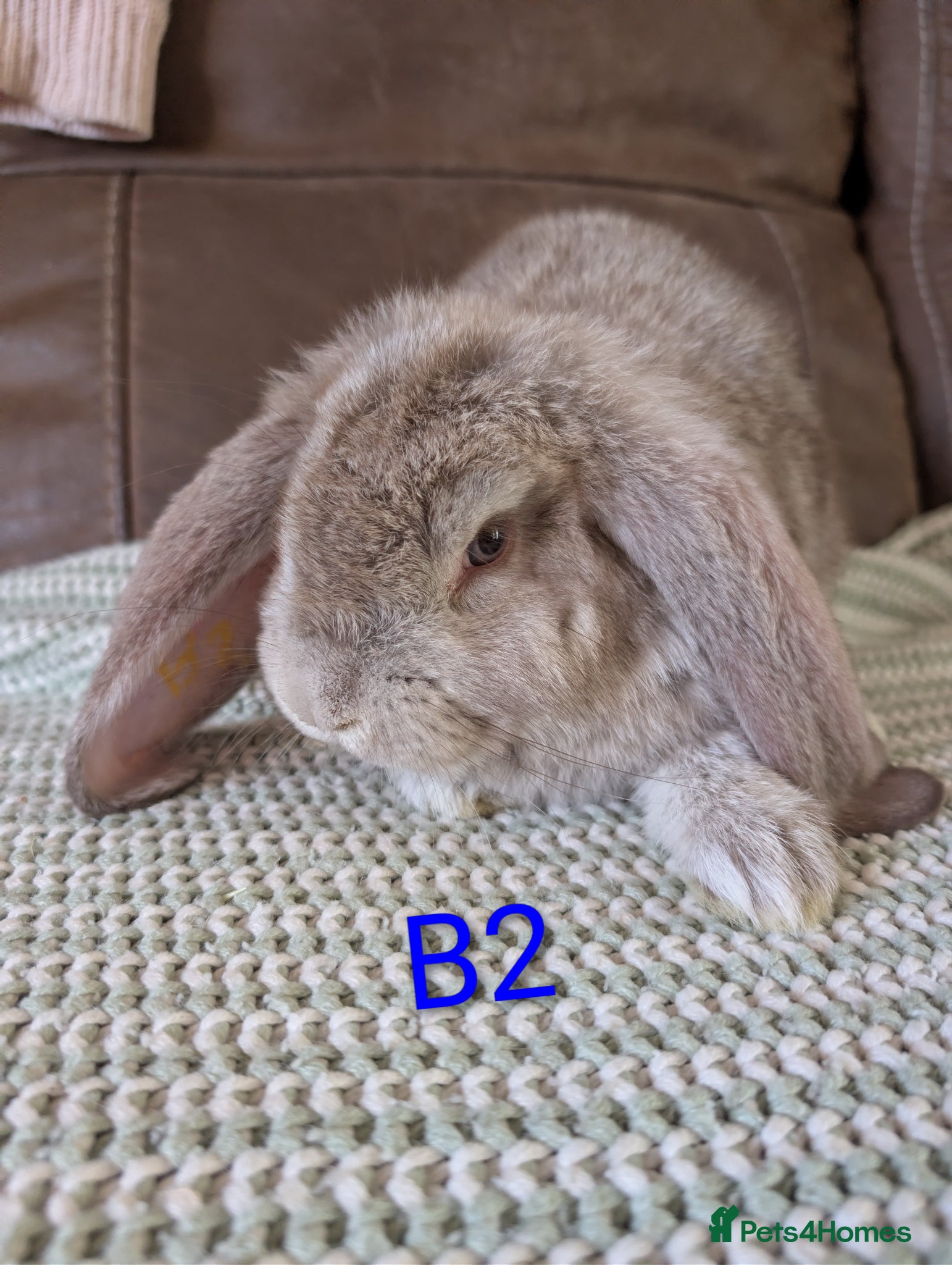 French Lop rabbits Beautiful French lops  - Advert 2