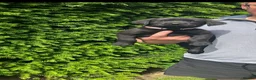 Labrador Retriever dogs for sale: RKC Black Labrador Puppies for Sale - Advert 7
