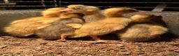 Ducks poultry for sale: Indian runner, brown hens, Emden geese,call ducks  - Advert 2