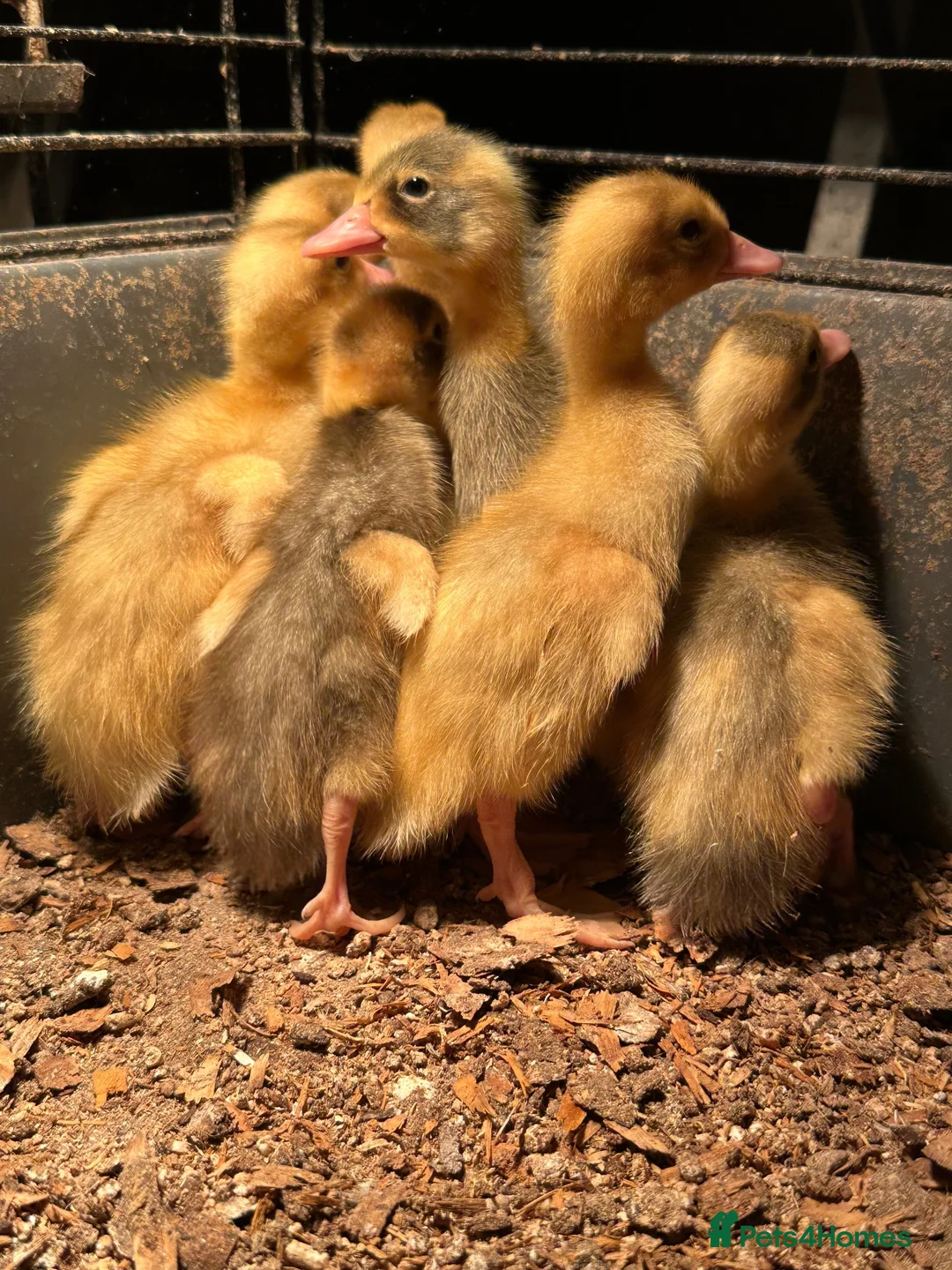 Ducks poultry for sale: Indian runner, brown hens, Emden geese,call ducks  - Advert 2