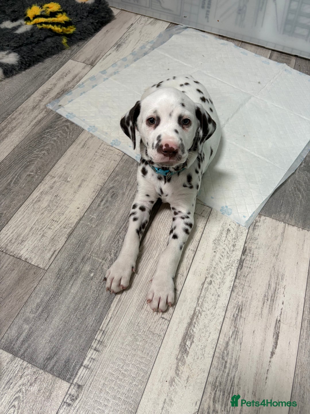 Dalmatian dogs for sale: Our gorgeous Liver boy  - Image 12