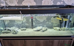 Turtle reptiles for sale: Beautiful friendly turtle  - Image 2