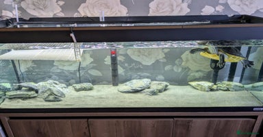 Turtle reptiles - Advert 10