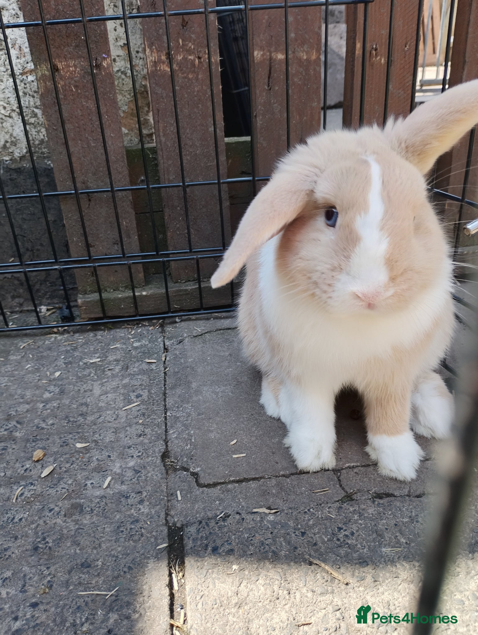 Mini Lop rabbits Bucks  - Advert 1