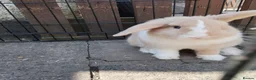 Mini Lop rabbits for sale: Bucks  - Advert 1