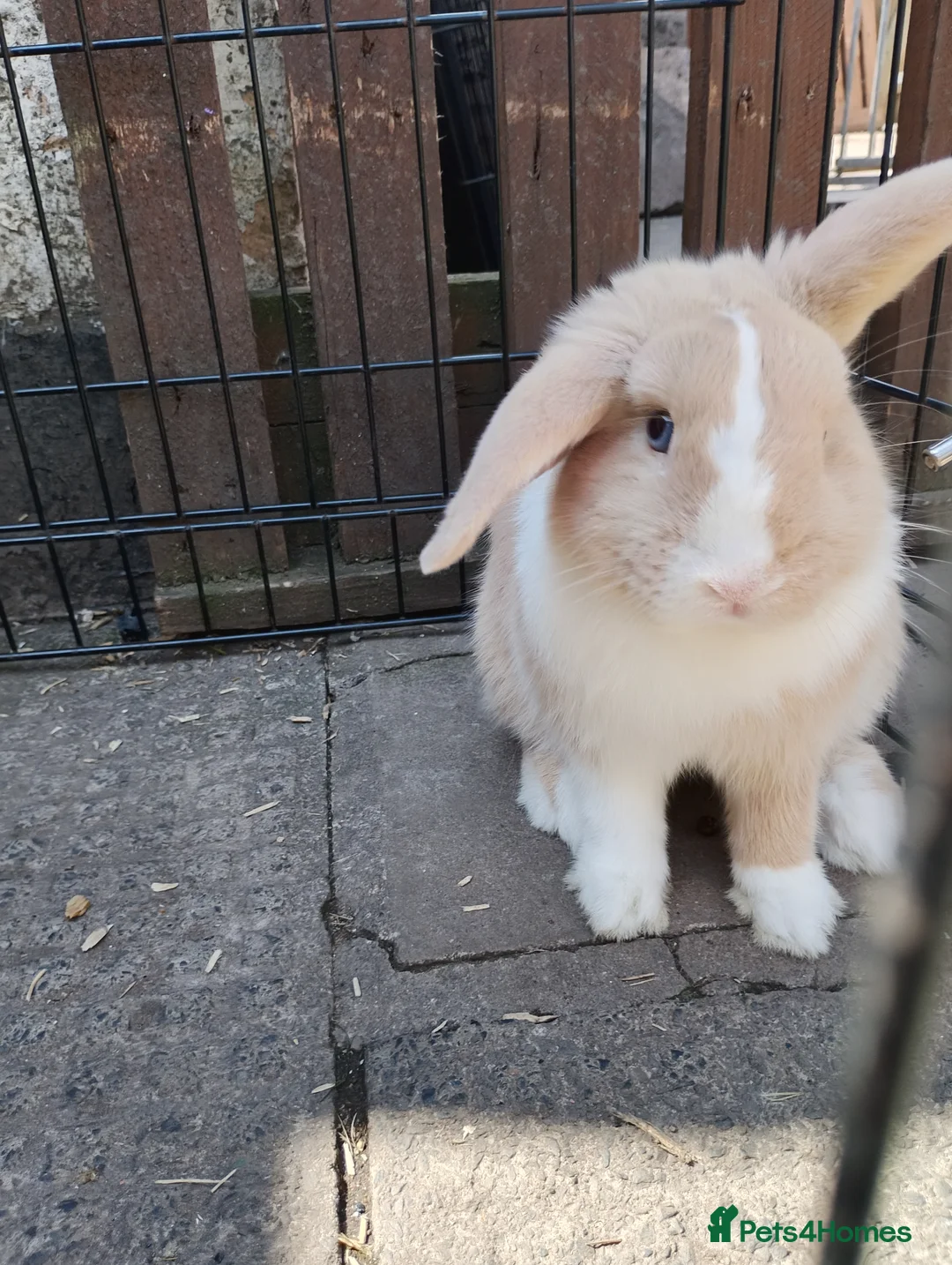 Mini Lop rabbits for sale: Bucks  - Advert 1