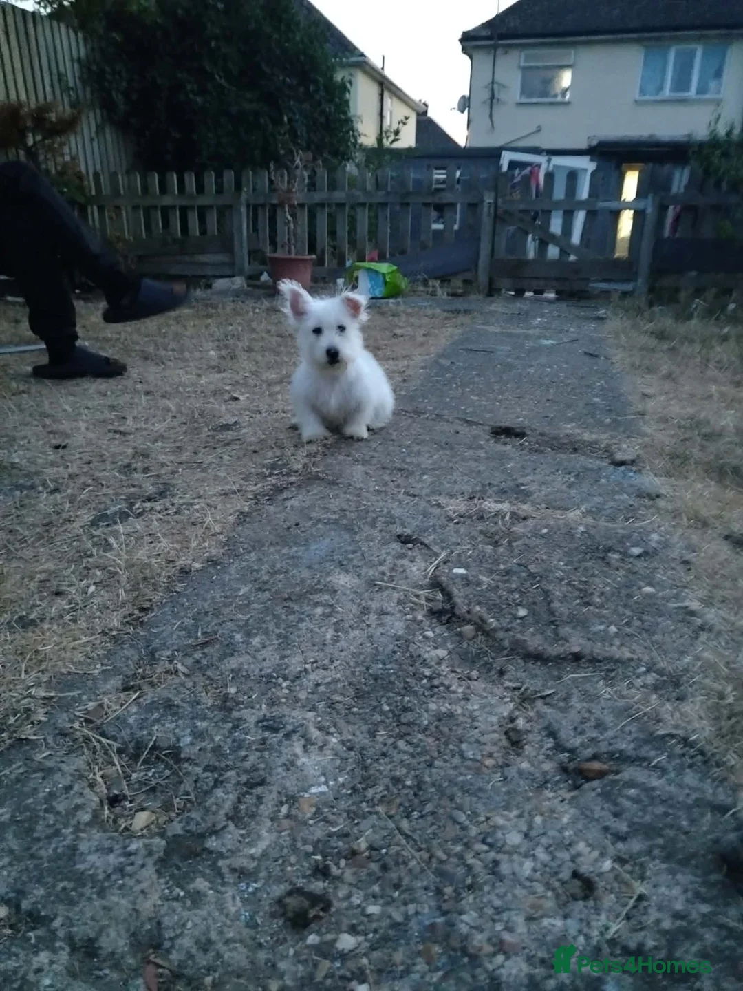 West Highland Terrier dogs for sale: Westie puppies available  - Advert 8