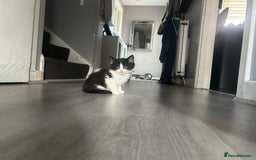 Maine Coon cats for sale: Kittens for sale  - Image 11