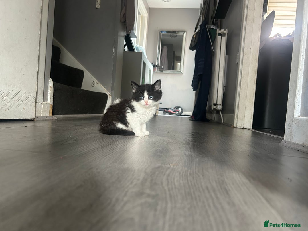 Maine Coon cats for sale: Kittens for sale  - Image 11