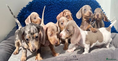 Dachshund dogs - Advert 7