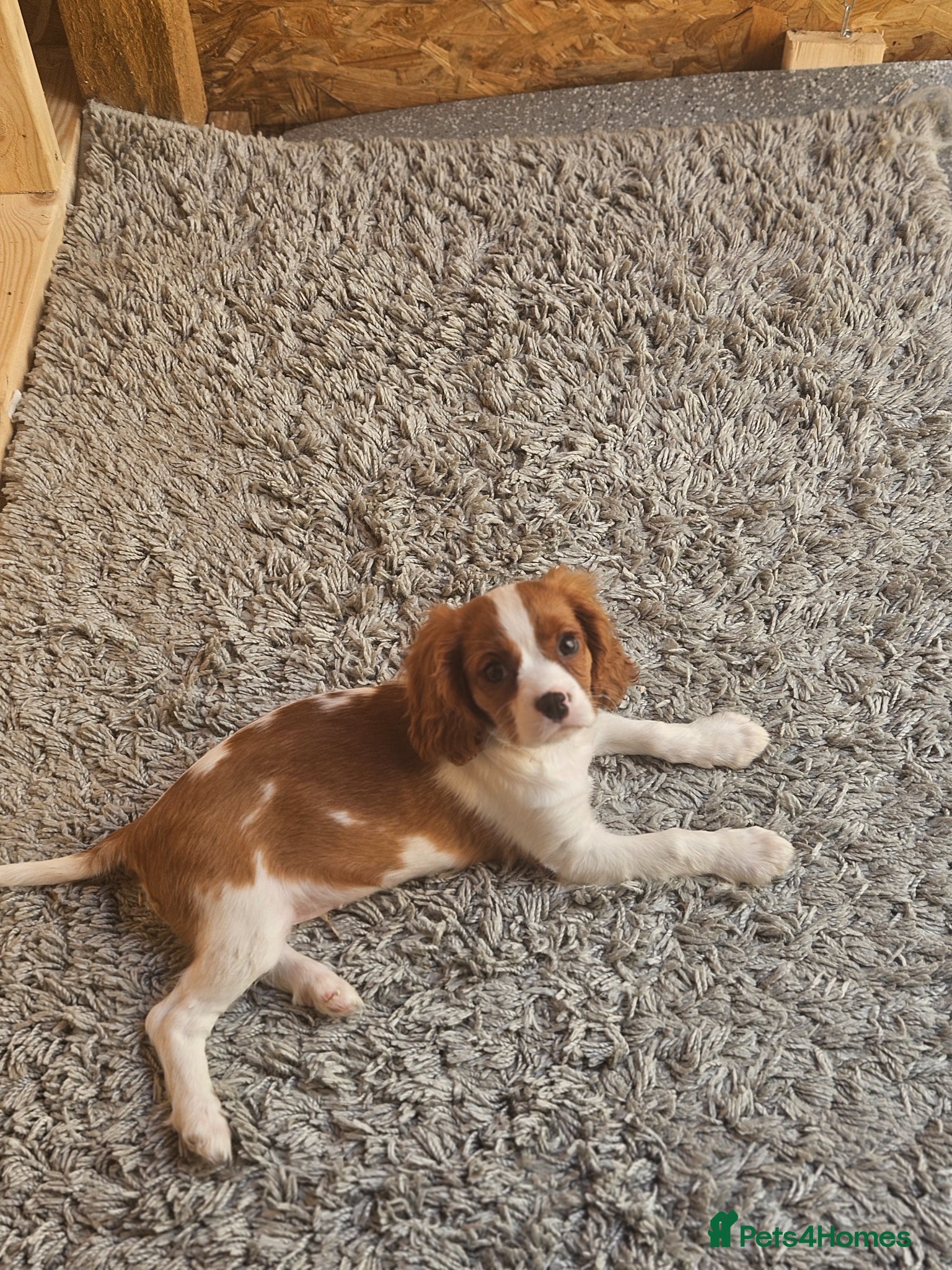 Cavalier King Charles Spaniel dogs 2 beautiful boys . king charles cavalier puppies - Advert 2