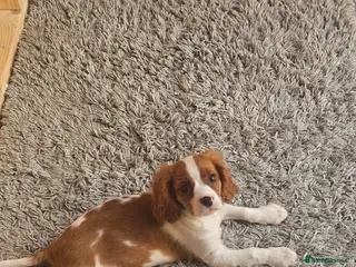 Cavalier King Charles Spaniel dogs 2 beautiful boys . king charles cavalier puppies - Advert 2