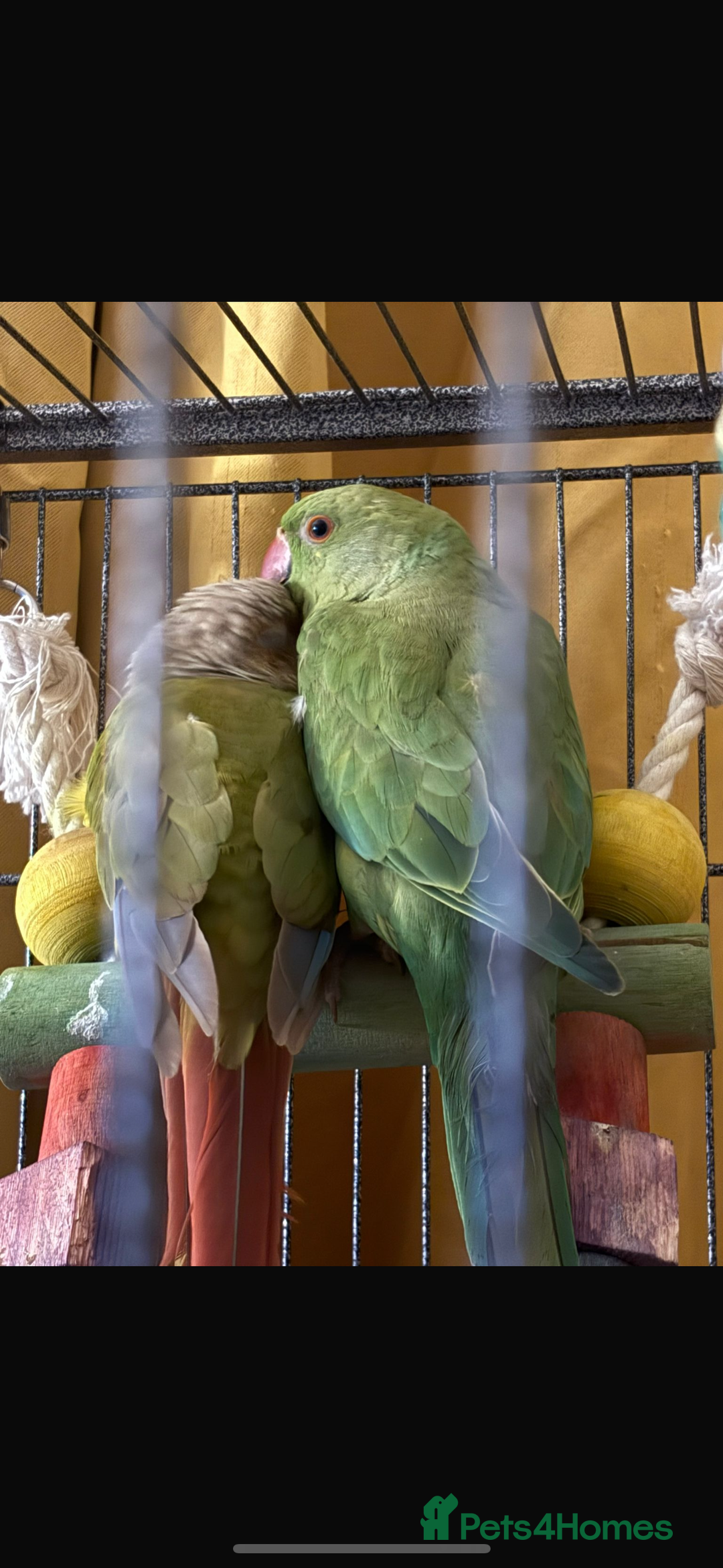Ringnecks birds for sale: Bonded Pineapple Conure and Indian Ringneck - Advert 1
