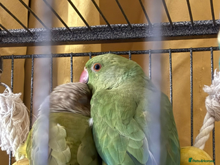 Ringnecks birds Bonded Pineapple Conure and Indian Ringneck - Advert 2
