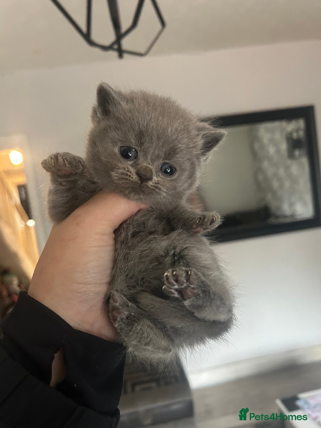 British Shorthair cats for sale: British short haired kittens ❤️ - Advert 7