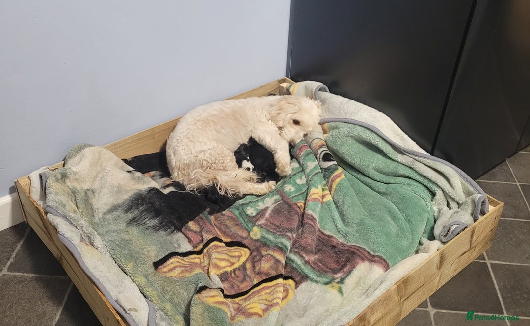 Mixed Breed dogs for sale: Cockapoo x shihpoo - Advert 10