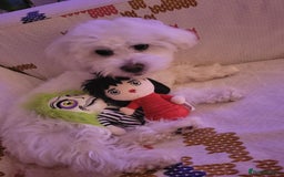 Maltese dogs for sale: Beautiful maltese male 6mnths old - Advert 3