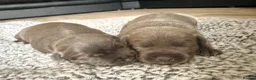Staffordshire Bull Terrier dogs for sale: Outstanding Blue Staffordshire Bull Terrier Puppys - Advert 8