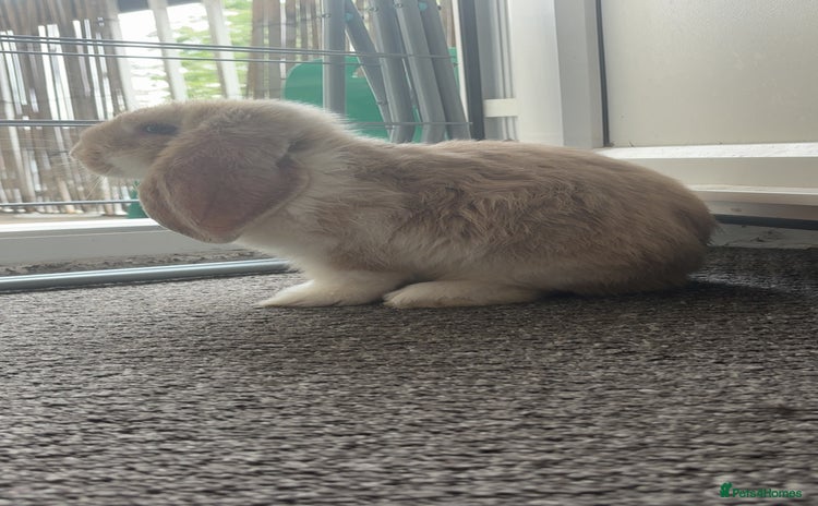 French Lop rabbits - Advert 1