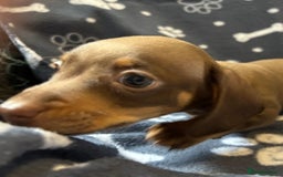 Miniature Dachshund dogs for sale: Stunning Miniature Dachshund Pups - Image 26