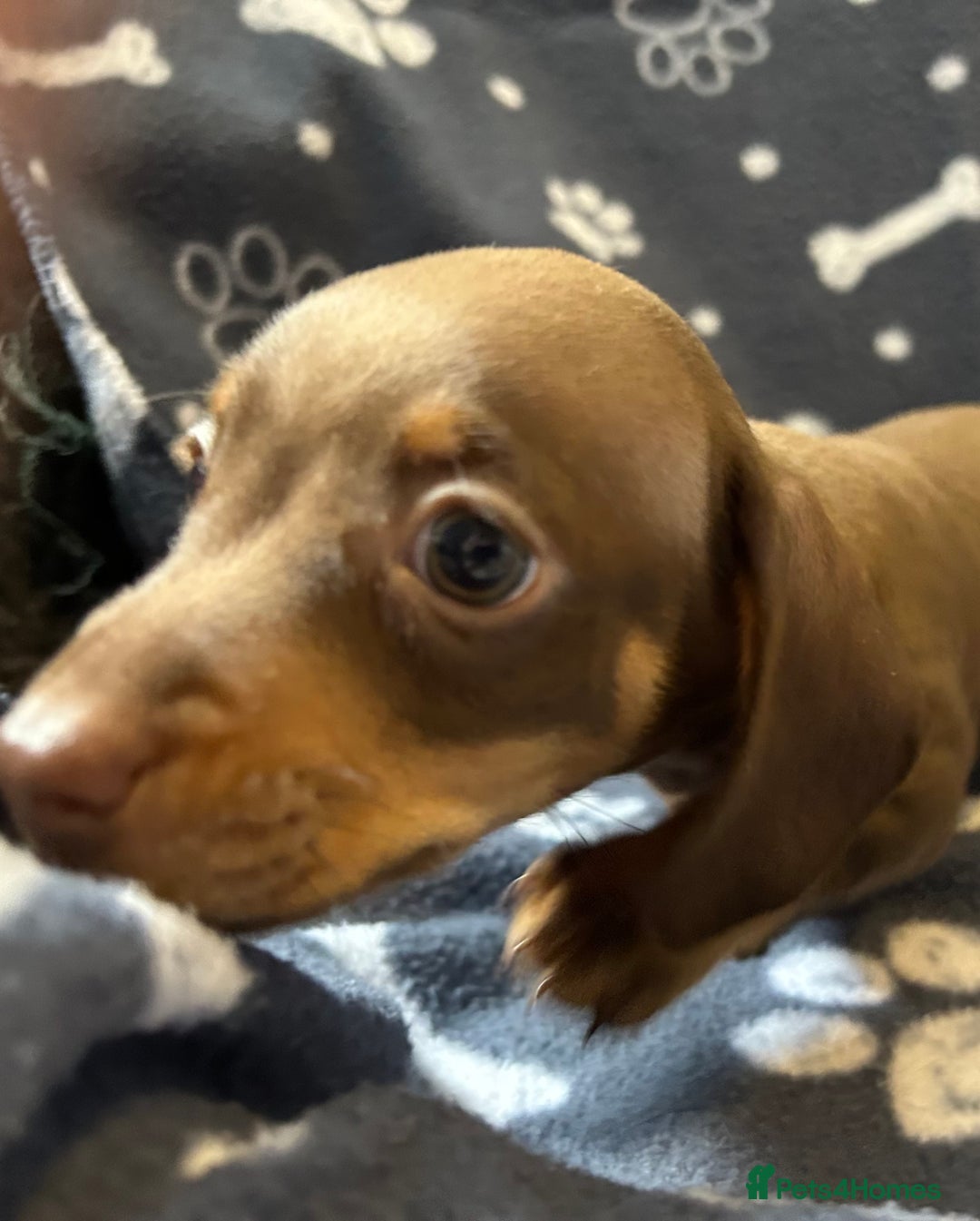Miniature Dachshund dogs for sale: Stunning Miniature Dachshund Pups - Image 26