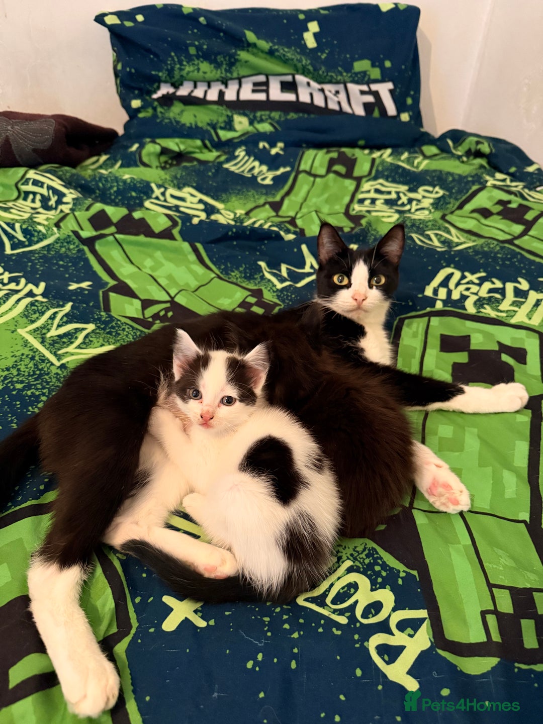 British Shorthair cats for sale: 4 adorable black and white kittens - Advert 4